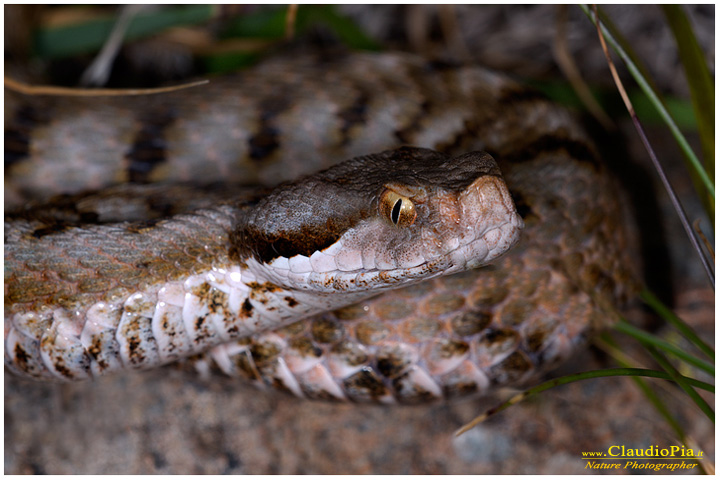 vipera aspis, fiori di montagna, fiori alpini in Alta Val d'Aveto